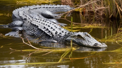 gatorland