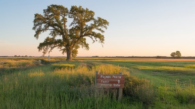 paynes prairie preserve state park